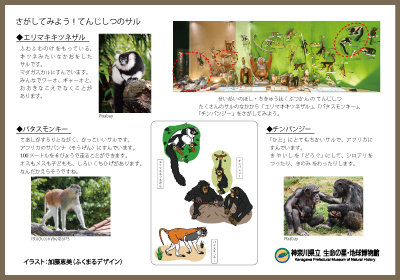 サルのかいせつイメージ画像