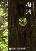 木の洞をのぞいてみたら樹洞の生きものたちの表紙画像