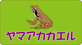 ヤマアカガエルのバナー画像