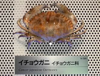 イチョウガニの画像