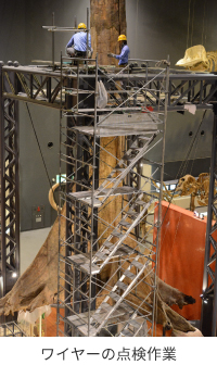 ワイヤーの点検作業(展示室)の画像