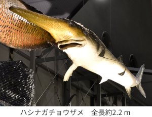 ハシナガチョウザメの画像