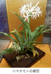 ハマオモトの模型の画像