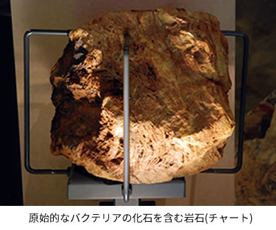 最古の化石の画像