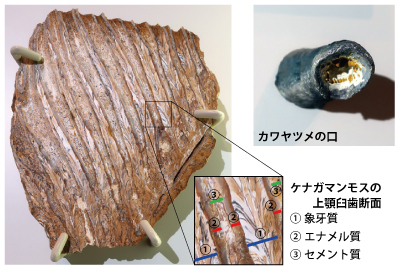 マンモスとヤツメウナギの図
