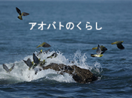 アオバトの解説と写真