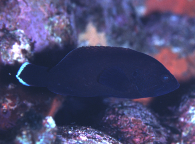 アザハタの幼魚