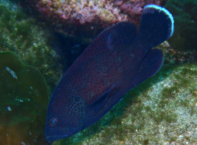 アザハタの幼魚