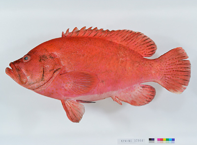 アザハタの成魚