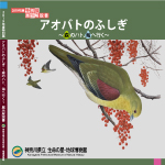 アオバトのふしぎ＿表紙