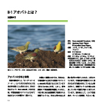 アオバトのふしぎ＿図録＿2