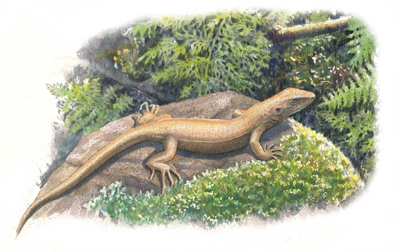 イラスト画像