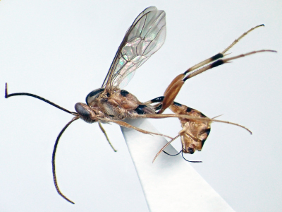Xanthocampoplex chinensis Gupta, 1973のメス