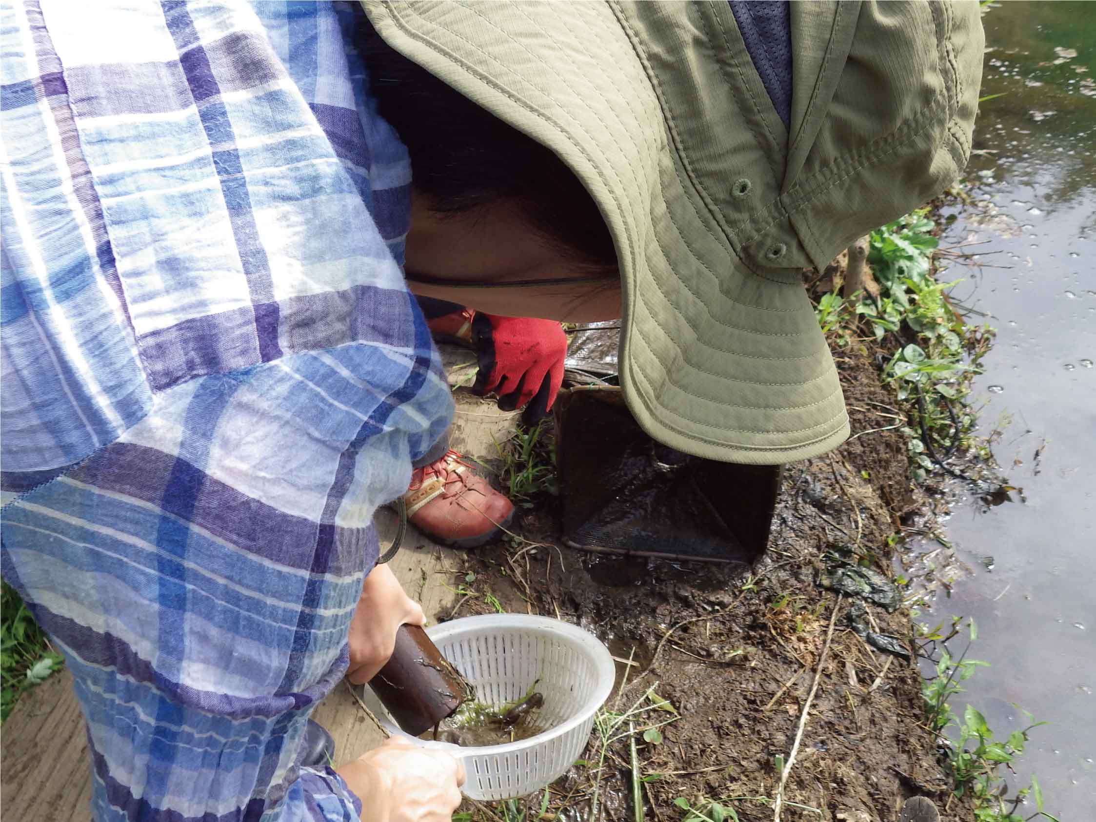トラップを引き上げる様子
