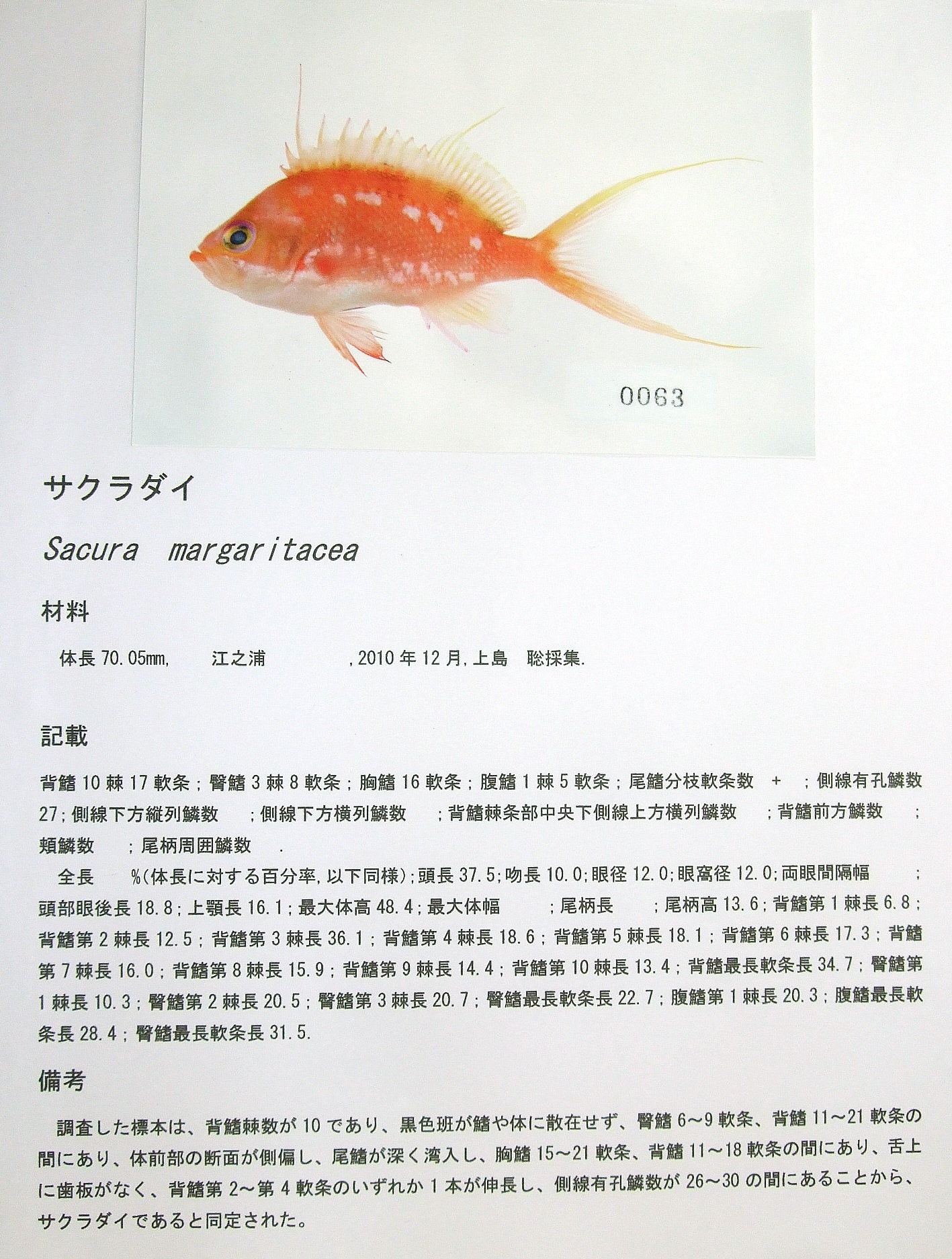 完成したシート