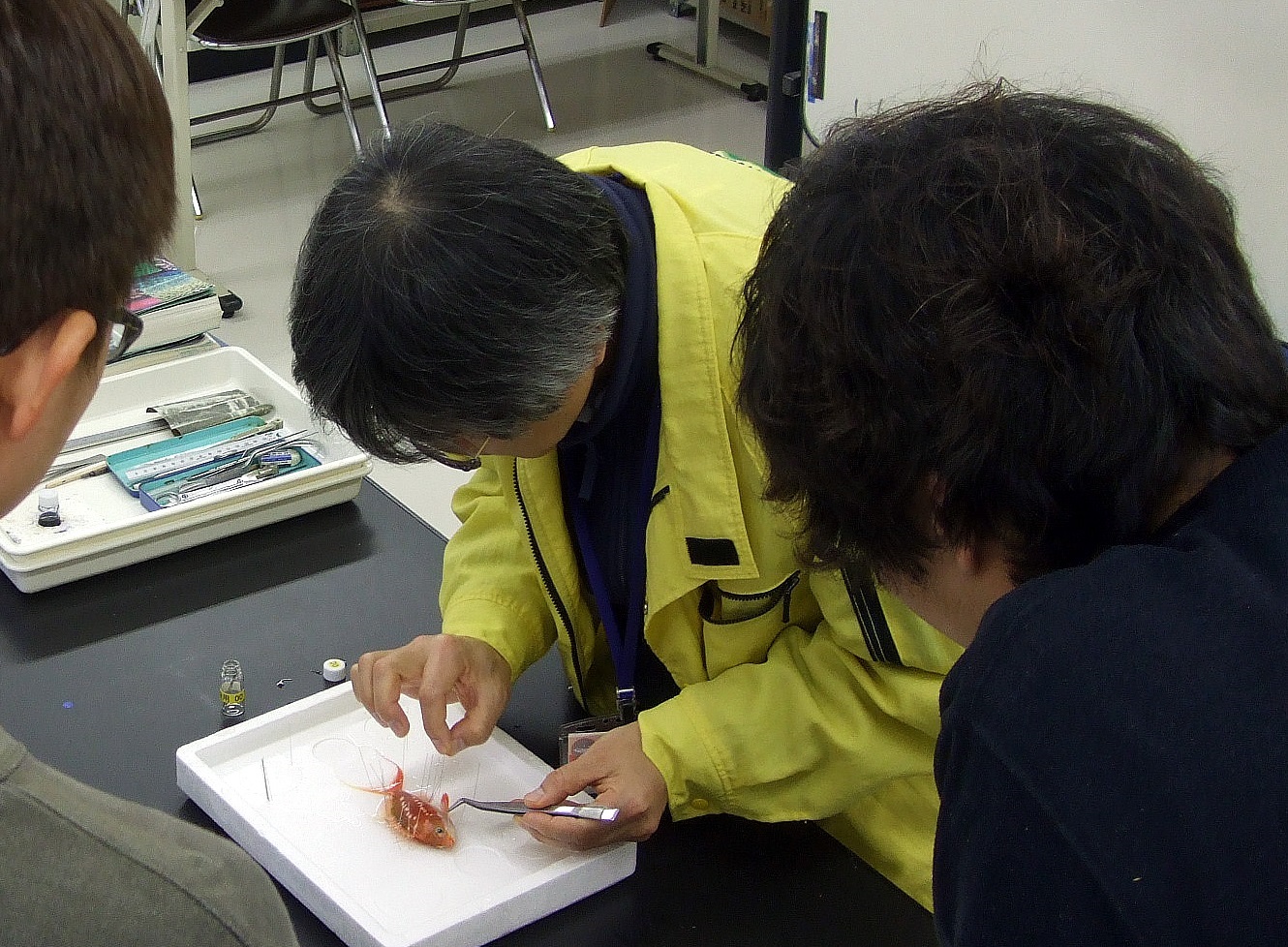 標本作成の実演