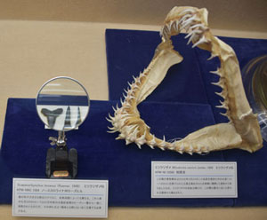 サメの鋭い歯