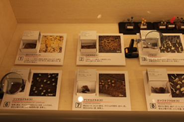 展示の様子5