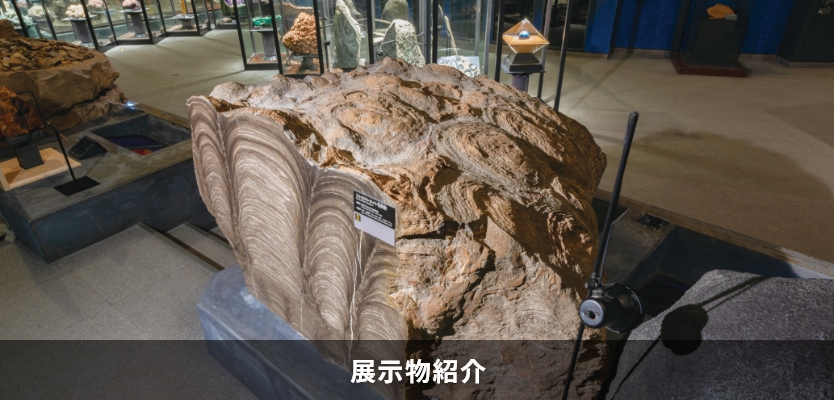 展示物紹介写真