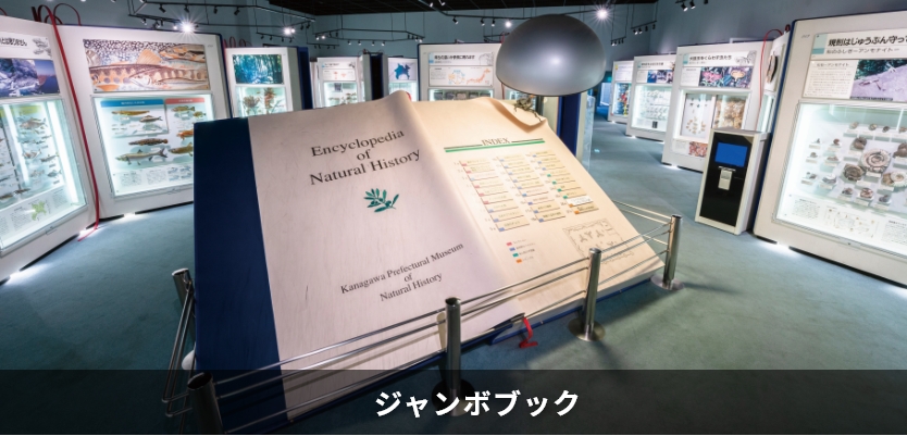 ジャンボブック全景写真（大）