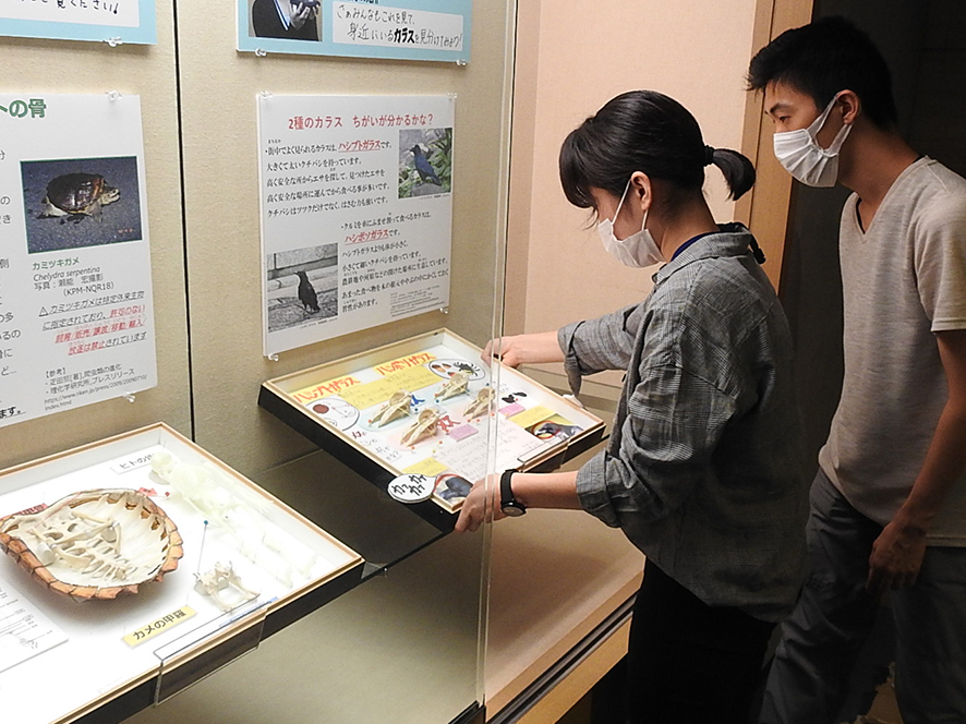 標本を設置