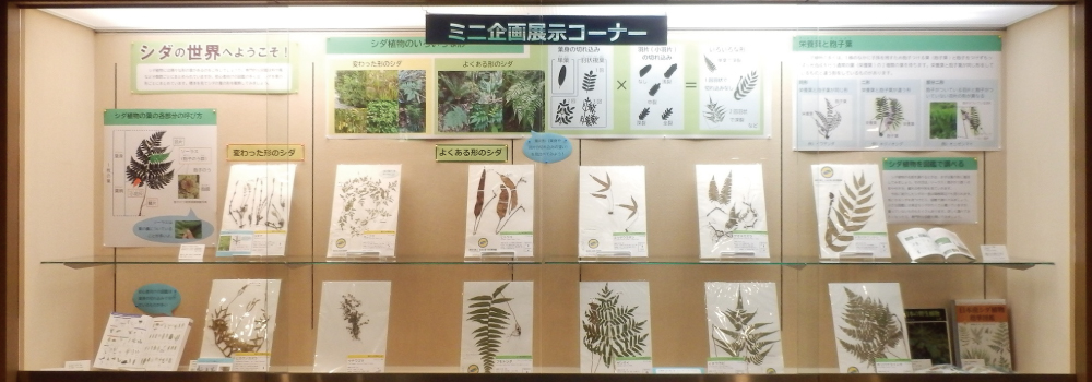 ミニ企画展展示イメージ