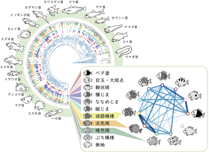 魚類の模様パターン多様性の解析図