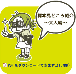 標本見どころ紹介大人編