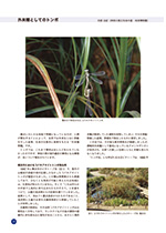 トンボ展展示解説書内容3