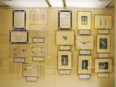 額装された原画と図譜の展示
