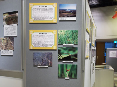 パネル写真と解説の展示
