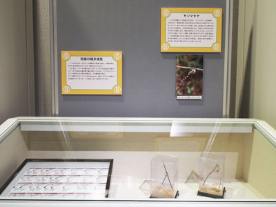 パネル写真と標本の展示
