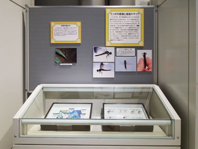 パネル写真と標本の展示