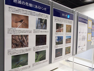 パネル写真と解説の展示