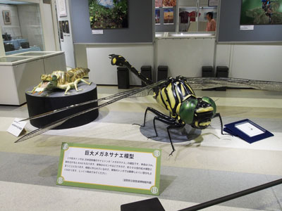 ヤゴと成虫の巨大な模型