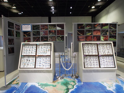 標本展示