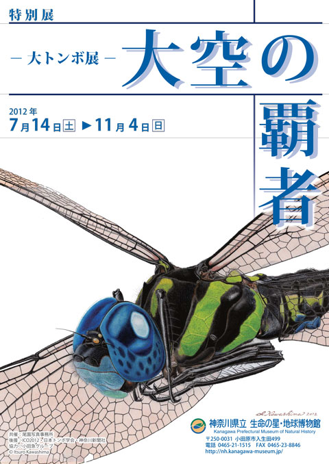 特別展「トンボ展」