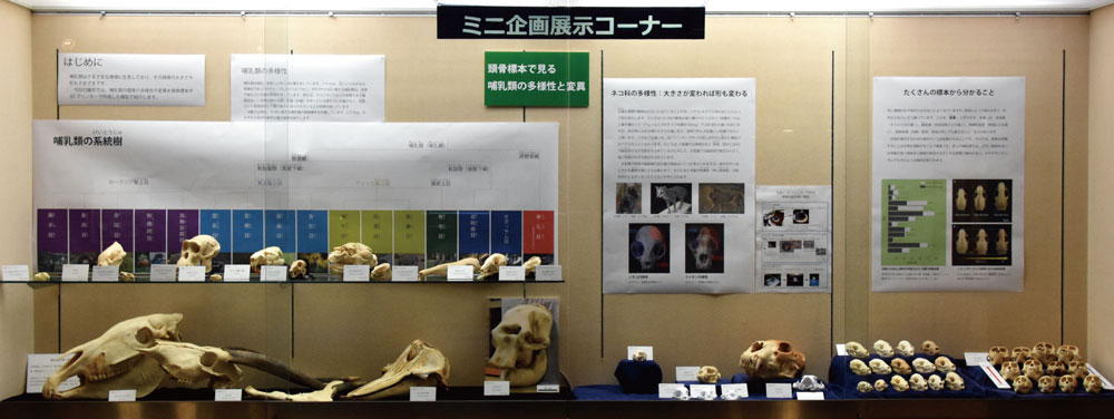 ミニ企画展展示イメージ