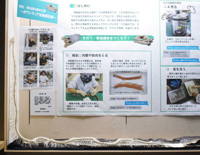 オオアナコンダの骨格標本