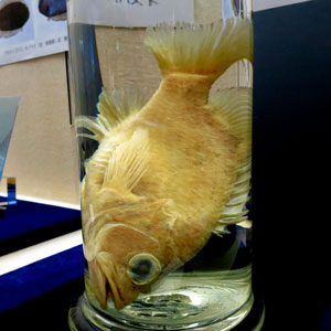 これから研究されるのを待つ魚