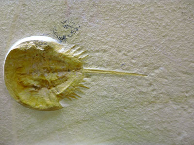 カブトガニの化石