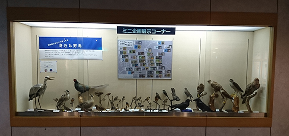 ミニ企画展示イメージ