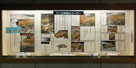 ミニ企画展示イメージ