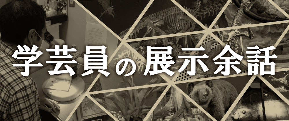 学芸員の展示余話のイメージ画像