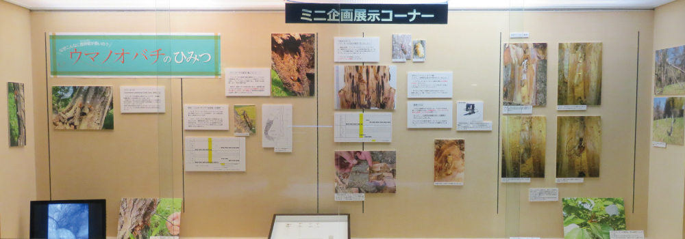ミニ企画展展示イメージ
