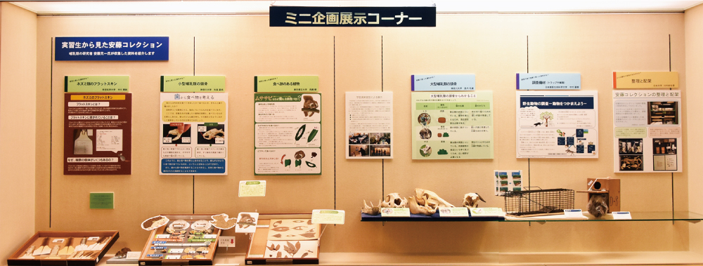 ミニ企画展展示イメージ