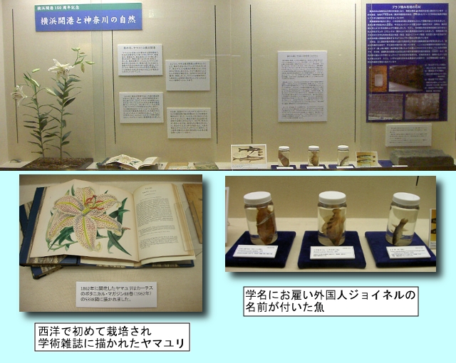 展示イメージ