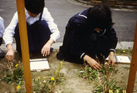 タンポポの観察