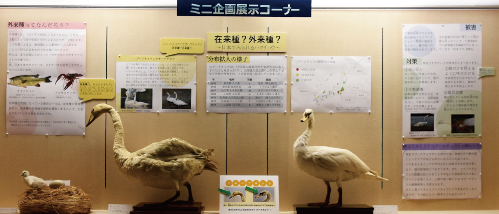 ミニ企画展示「外来種・コブハクチョウ」の展示全景