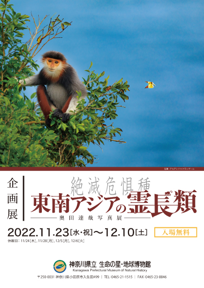 2022年度企画展「絶滅危惧種　東南アジアの霊長類―奥田達哉写真展― 」のチラシ表画像